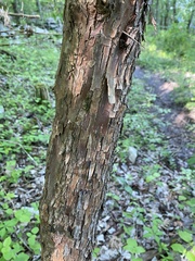 Sideroxylon lycioides