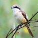 Brown Shrike - Photo (c) Tan Kok Hui, some rights reserved (CC BY-NC)