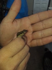 Scinax nasicus