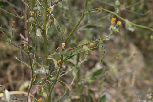 Image of Picris rhagadioloides by (c) Eleftherios Katsillis, some rights reserved (CC BY)