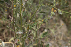 Picris rhagadioloides