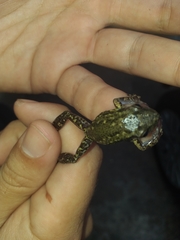 Scinax nasicus