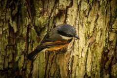 Batis capensis capensis