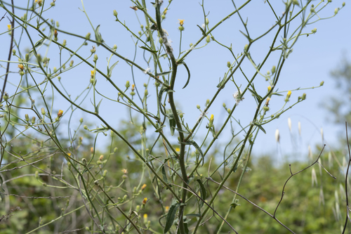 Image of Picris rhagadioloides by (c) Eleftherios Katsillis, some rights reserved (CC BY)