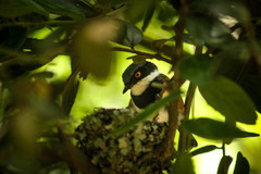 Batis capensis capensis