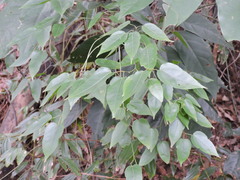 Acer cordatum