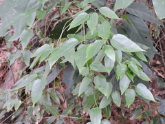 Acer cordatum