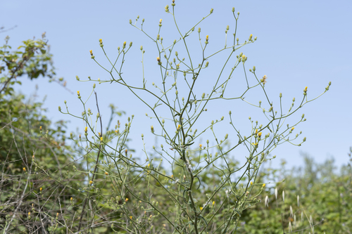 Image of Picris rhagadioloides by (c) Eleftherios Katsillis, some rights reserved (CC BY)