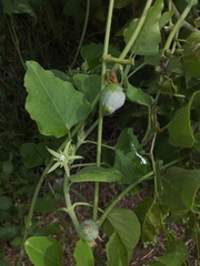 Araujia brachystephana