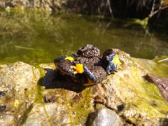Bombina variegata pachypus