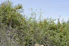 Picris rhagadioloides