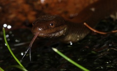 Lycodonomorphus rufulus