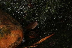 Lycodonomorphus rufulus