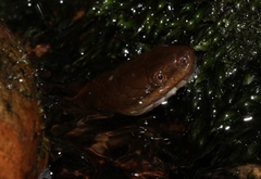 Lycodonomorphus rufulus