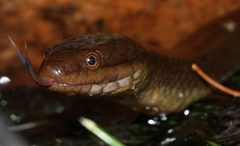 Lycodonomorphus rufulus