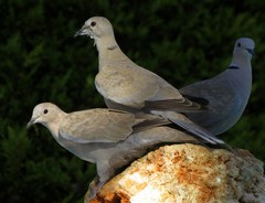 Streptopelia decaocto