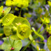 Euphorbia amygdaloides robbiae - Photo (c) Roo Reynolds,  זכויות יוצרים חלקיות (CC BY-NC)
