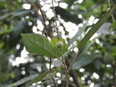 Croton lachnocarpus