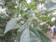 Croton lachnocarpus