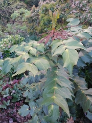 Berberidinae