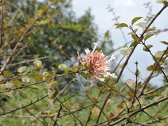 Abelia chinensis