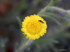 Hysterionica jasionoides