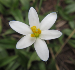 Hypoxis parvula albiflora