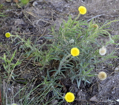 Hysterionica jasionoides