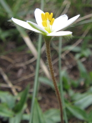 Hypoxis parvula albiflora