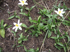 Hypoxis parvula albiflora