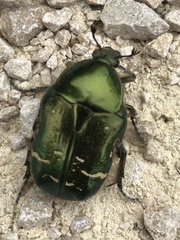 Cetonia aurata aurata
