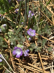 Phacelia curvipes