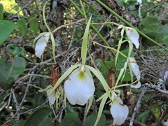 Brassavola tuberculata