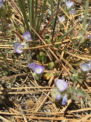 Phacelia curvipes