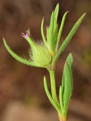 Silene tridentata
