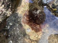 Melanamansia glomerata