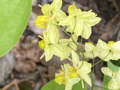 Epimedium × versicolor