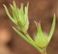 Silene tridentata