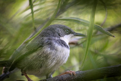 Apalis thoracica capensis