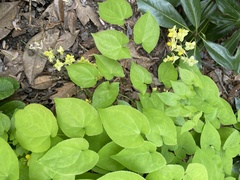 Epimedium × versicolor