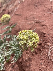 Asclepias macrosperma