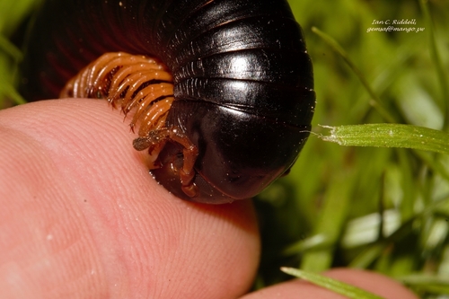 Doratogonus uncinatus