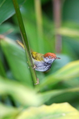 Orthotomus atrogularis