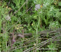 Centranthus calcitrapae