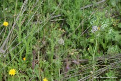 Centranthus calcitrapae
