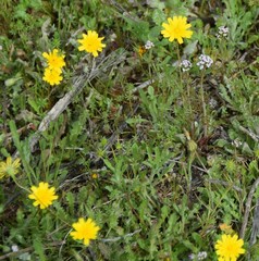 Leontodon longirostris