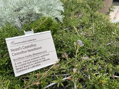 Ceanothus hearstiorum