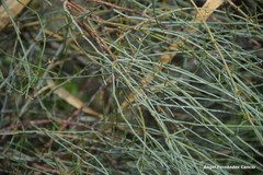 Ephedra fragilis