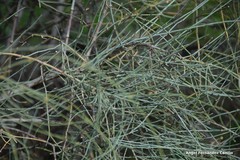 Ephedra fragilis