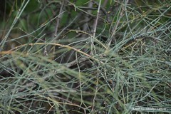 Ephedra fragilis